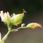 Hypericum australe ഫലം