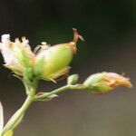 Hypericum australe Fruct