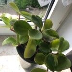 Peperomia magnoliifoliaYaprak