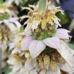 Monarda punctata Blomst