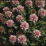 Rhodiola rhodantha Хабит