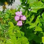 Epilobium alpestre Deilen