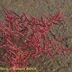 Salicornia procumbens Характер