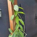 Vanilla planifolia Lehti