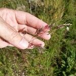Tridens flavus Fruit