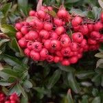 Pyracantha coccinea 果