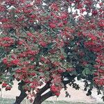 Cotoneaster coriaceus Leht