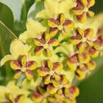 Gomphocarpus glaucophyllus Цвят