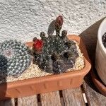 Gymnocalycium baldianum Flower