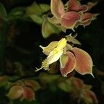 Euphorbia bracteata Flower