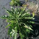 Sonchus congestus Blatt