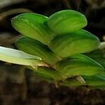 Angraecum distichum Habitus