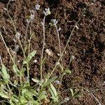 Myosotis balbisiana Habit