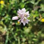 Allium massaessylum Blüte