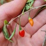 Lycium chinense Fruit