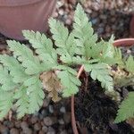 Microlepia speluncae Leaf