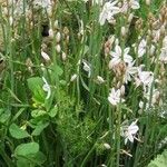Asphodelus fistulosus その他の提案