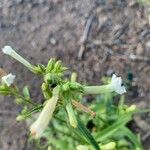 Nicotiana quadrivalvis Flor