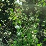 Ageratina adenophora Хабит