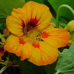 Tropaeolum majus Flower