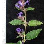 Strobilanthes tomentosa Buveinė