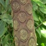 Cyathea arborea Corteza