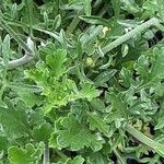 Scabiosa ochroleuca 葉