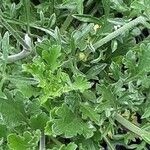 Scabiosa ochroleuca List