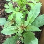 Amaranthus tricolor Ліст