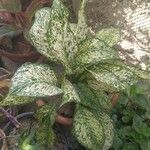 Aglaonema costatum Blatt