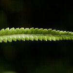 Cyclosorus interruptus Leaf