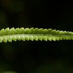 Thelypteris interrupta Hoja