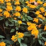 Crossandra infundibuliformis Blüte