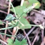 Geranium wlassovianum Çiçek