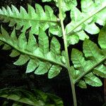 Deparia acrostichoides Leaf