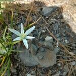 Ornithogalum gussonei Flower