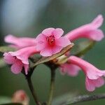 Rhododendron dielsianum Flower