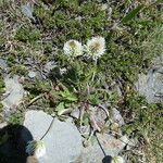Trifolium montanum Bark