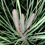 Pinus pinaster Kukka
