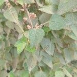 Salvia coccinea Leaf