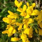 Cytisus decumbens Flor