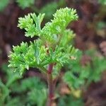 Pelargonium fruticosum Leaf