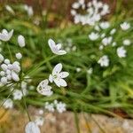 Allium neapolitanumKvet