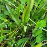 Anacamptis papilionacea Blatt