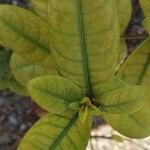 Ixora chinensis Blatt