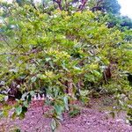 Coccoloba diversifolia عادت داشتن