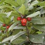 Ficus pancheriana Fruchs