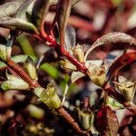 Ludwigia palustris Flower