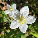 Parnassia palustris Λουλούδι