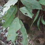 Hylodendron gabunense Hoja